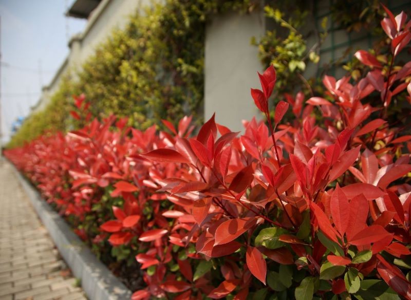 Młode głogowniki wymagają podlewania i okrywania na zimę.