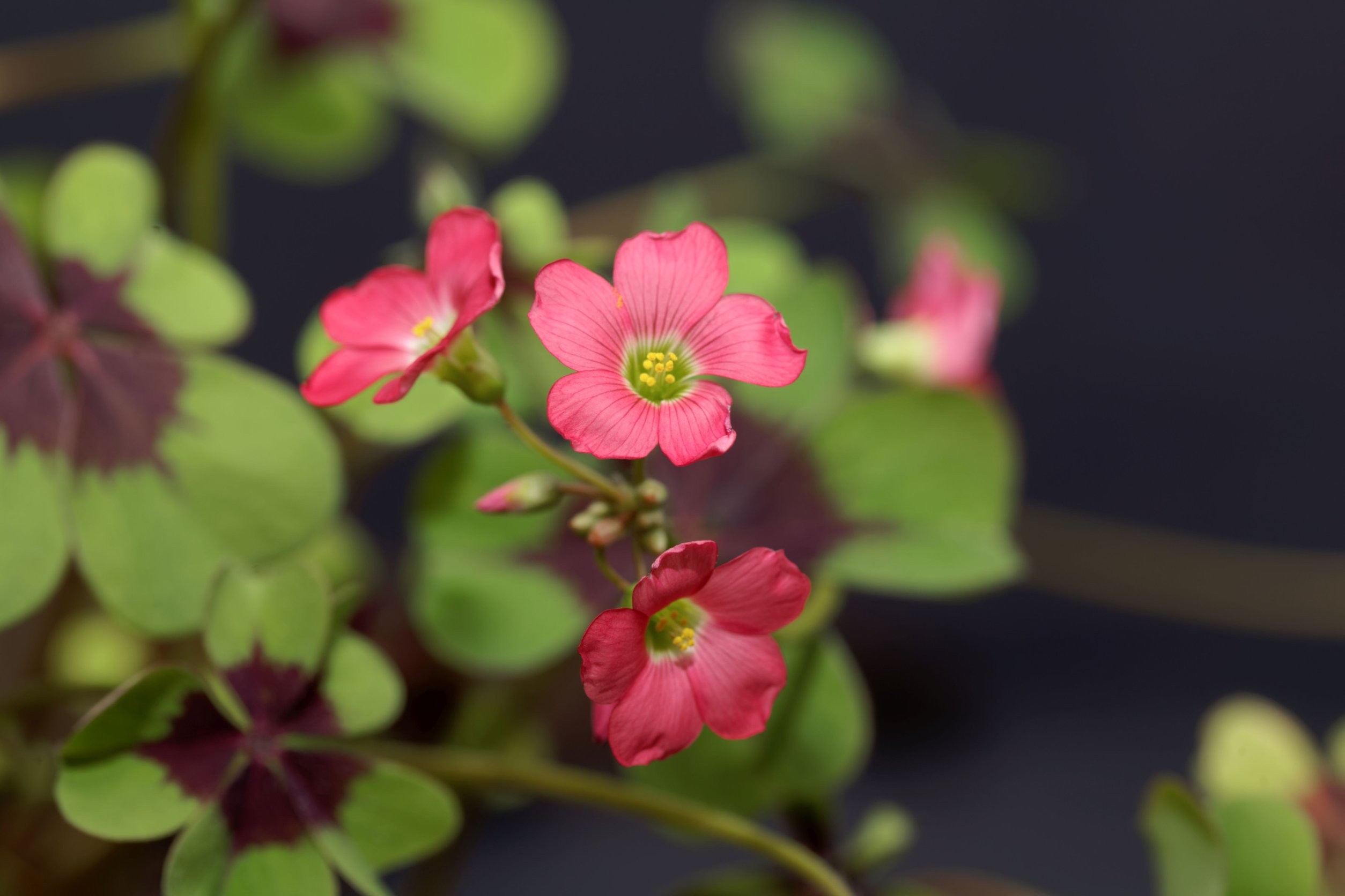 szczawik czterolistny charakterystyka