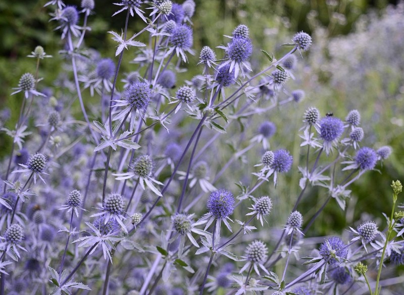 mikołajek płaskolistny