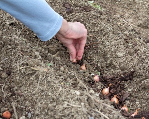 Znajomy ogrodnik podpowiedział, jak sadzić cebulę. Urośnie większa niż zwykle, twarda i zdrowa