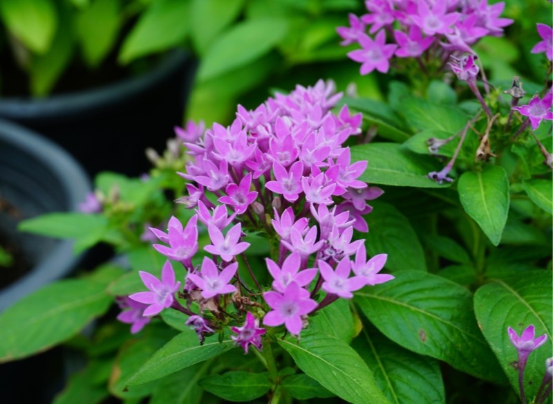 piątak lancetowaty – uprawa