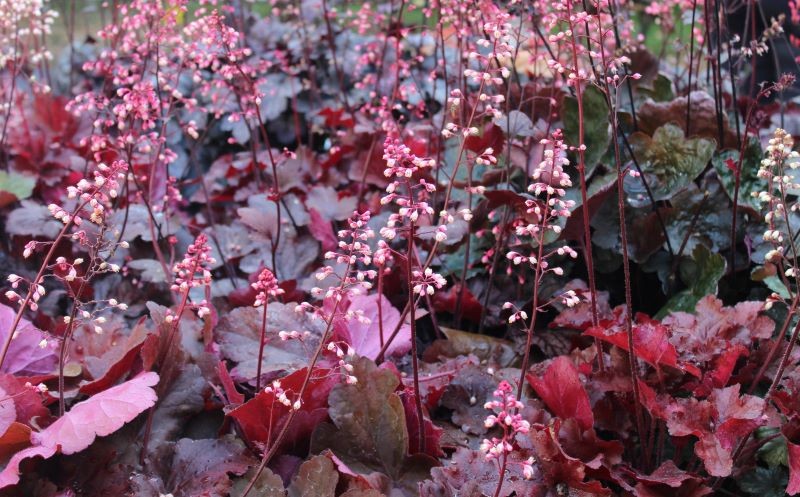 Atutem części odmian żurawek są purpurowe liście.