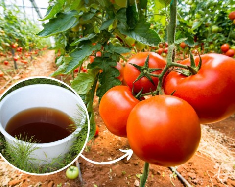 Jak przygotować gnojówkę z odwaru skrzypu polnego? Pomidorki i ogórki zyskają naturalną ochronę