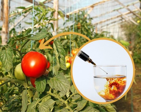 Jak przyspieszyć dojrzewanie pomidorów w szklarni? Te sposoby pozwolą cieszyć się ich smakiem znacznie szybciej