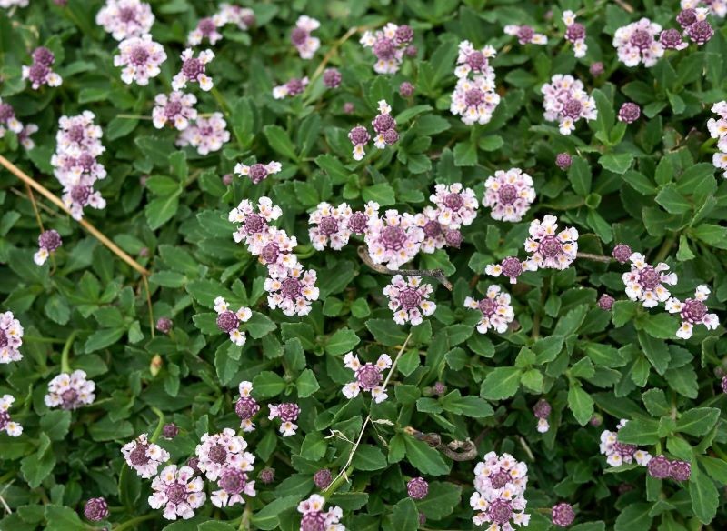 Lippia repens może być uprawiana w słońcu zamiast trawy.