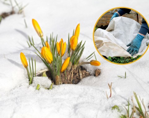 Co zrobić, gdy cebulki kwiatów rosną w środku zimy? Pamiętaj o żelaznej zasadzie