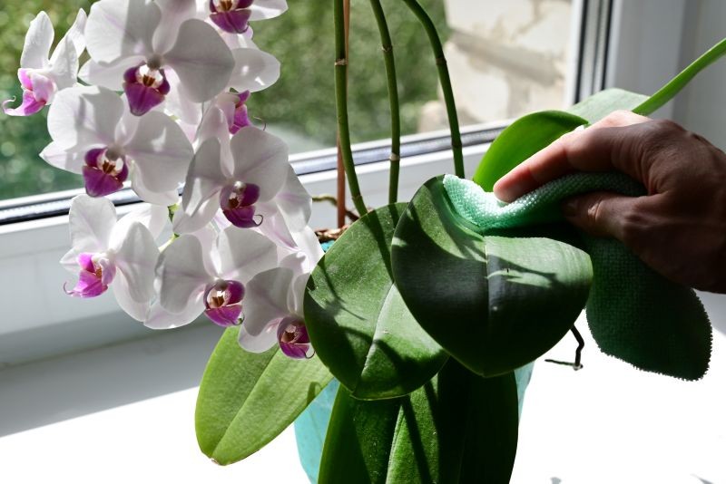 O kwitnieniu storczyka decyduje jego gatunek, warunki uprawy i spos&oacute;b pielęgnacji.