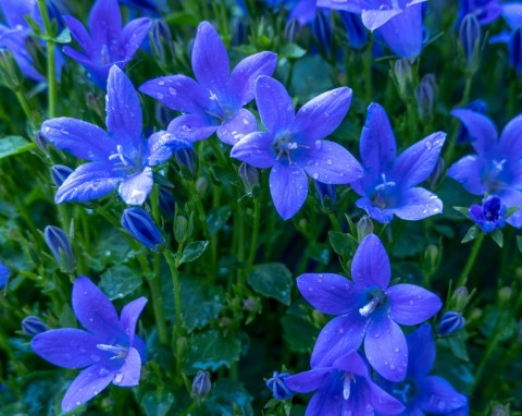 Styczeń w ogrodzie. Najważniejsze prace, ochrona roślin i przygotowanie nasadzeń