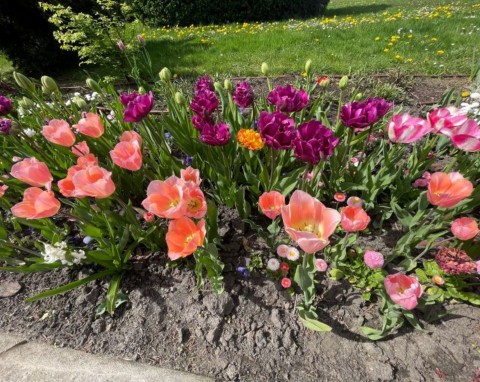 Co zrobić z tulipanami, by za rok pięknie zakwitły? Zastosuj metodę holenderskich ogrodników