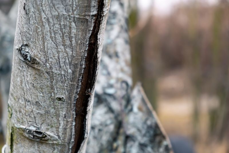 Pęknięcia na korze drzewa owocowego trzeba odpowiednio zabezpieczyć.