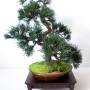 Rośliny, Sztuczne drzewko bonsai sosna w stylu han-kengai (półkaskada) - Sztuczne drzewko bonsai sosna w stylu han-kengai. l
http://dragon.netgaleria.pl/sztuczne-bonsai,39.html