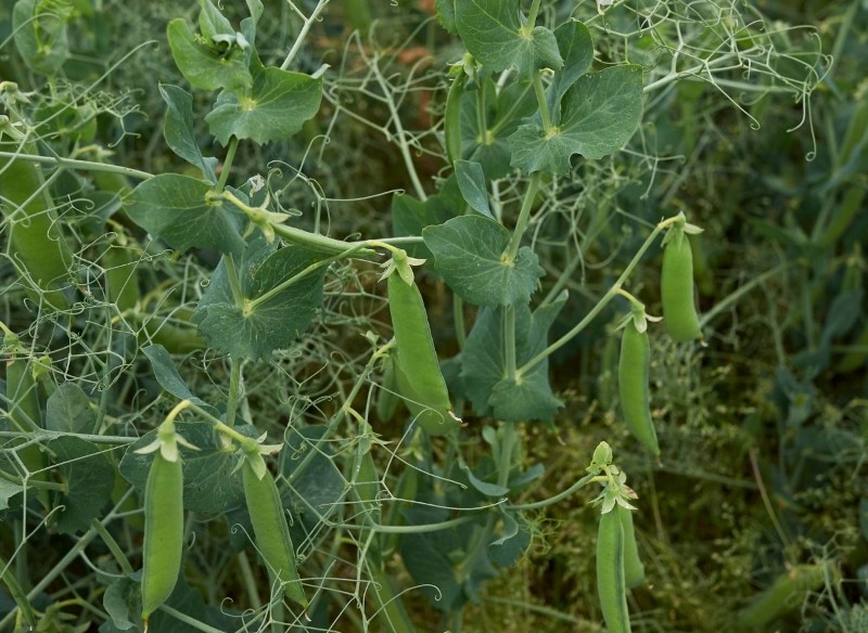 jak uprawiać groch cukrowy