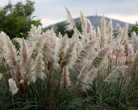Wiązanie traw ozdobnych na zimę. Jak zrobić to dobrze, by przetrwały mrozy