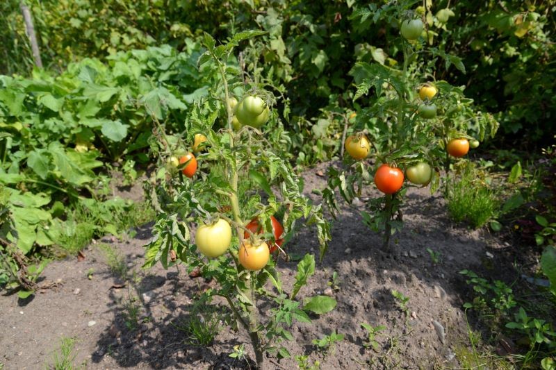 Jak odkazić ziemię po zarazie ziemniaczanej na pomidorach?