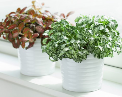 Fitonia (Fittonia)