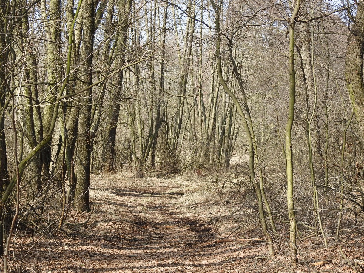 Leśne klimaty, PRZEBUDZENIE...