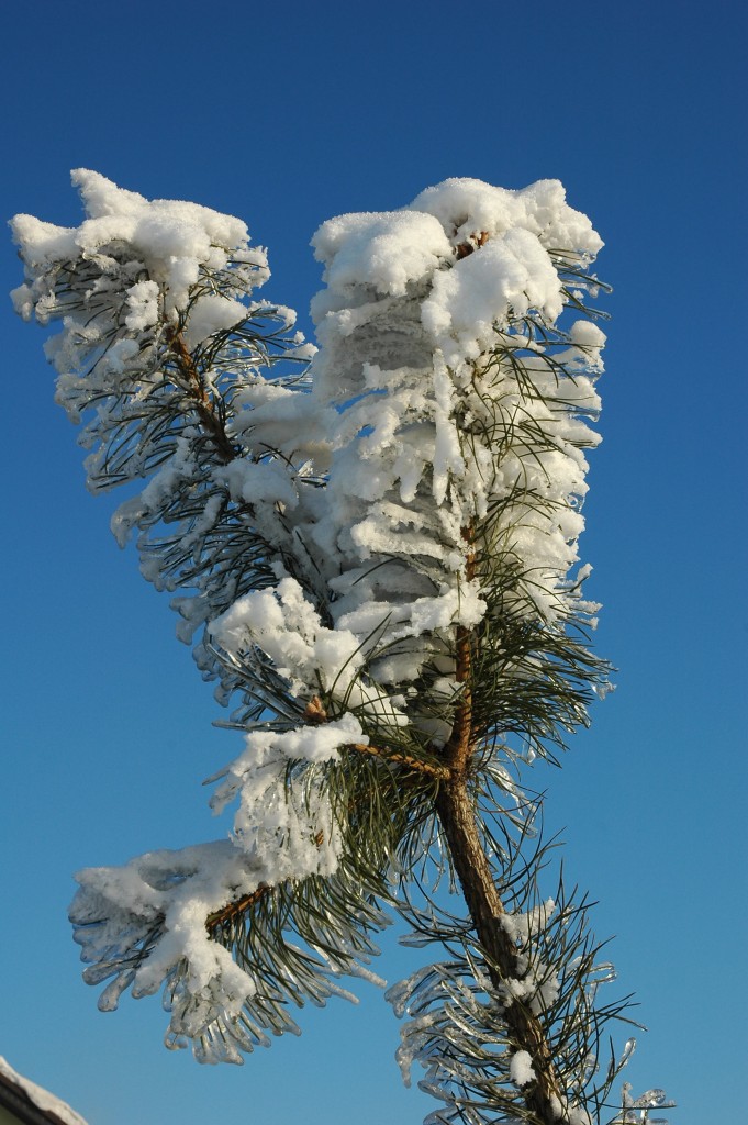 Pozostałe, Zima