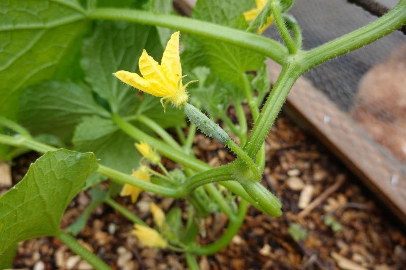 Chore lub porażone przez szkodniki ogórki nie wydadzą wielkich plonów.