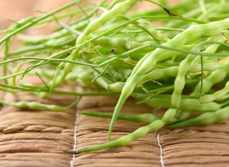 uprawa rzodkwi wężowej 