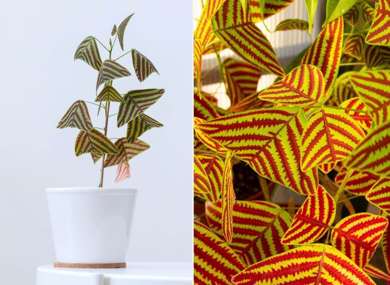 Liście Christia obcordata w pełnym słońcu mogą zżółknąć.