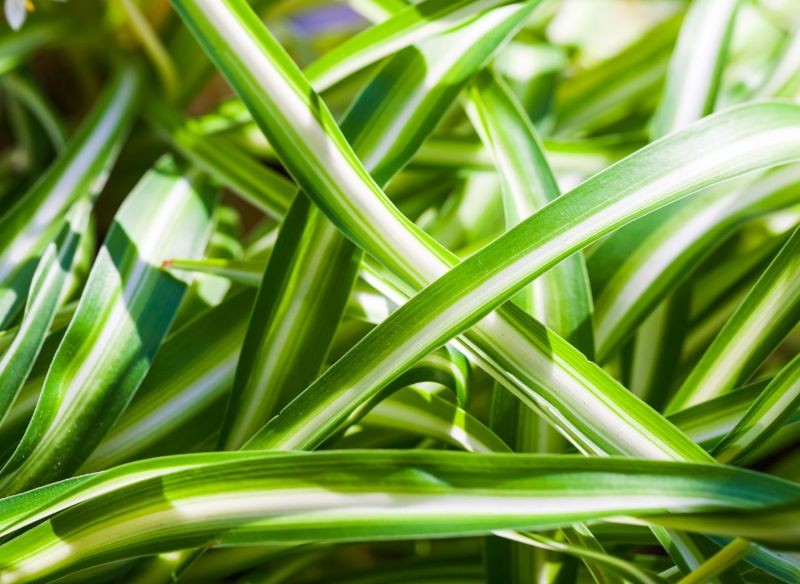 Barwne liście draceny odwróconej pokrywają szerokie pasy.