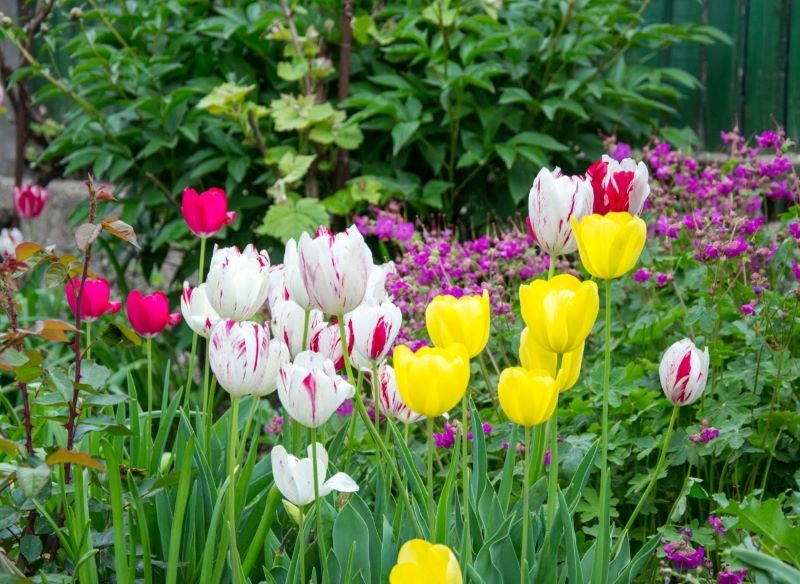 Gdy tulipany przekwitną, powinniśmy je ogłowić.