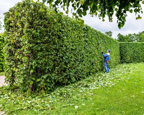 Sprytne sposoby na efektowny ogród – triki, które ułatwią życie