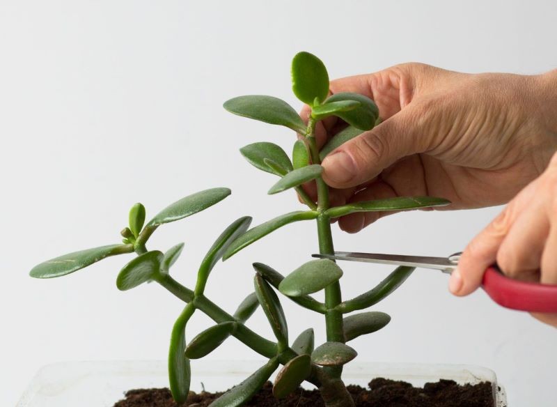 Przycięcie grubosza sprawi, że pięknie się rozkrzewi.