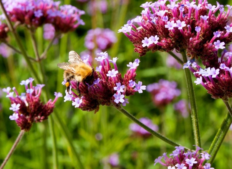 jakie rośliny wabią pszczoły
