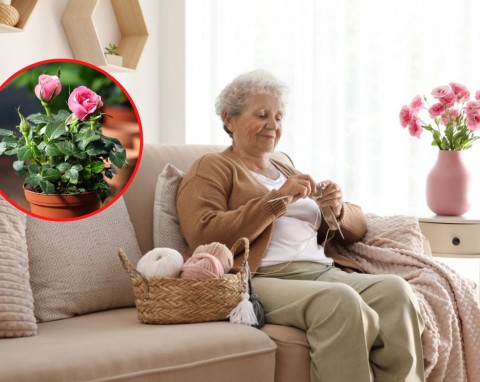 Jakie kwiaty doniczkowe kupić na Dzień Babci? Z tych będzie zadowolona