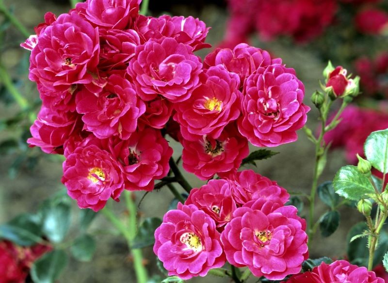 Róże okrywowe przycinamy wczesną wiosną.