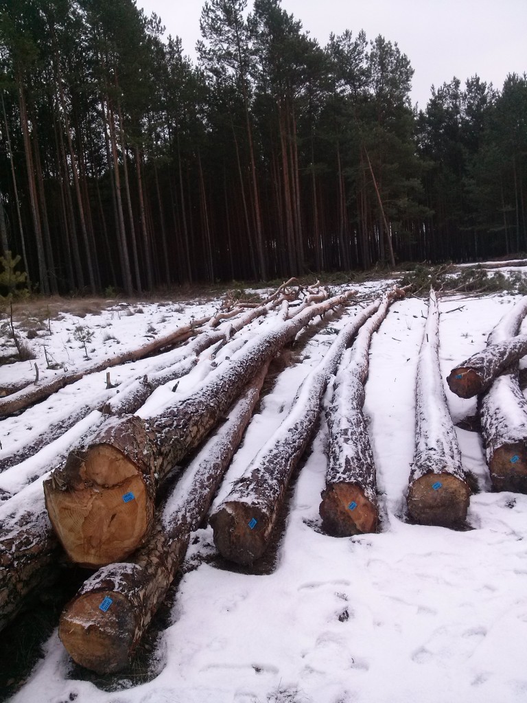 Pozostałe, I u mnie trochę zimy... - był las...