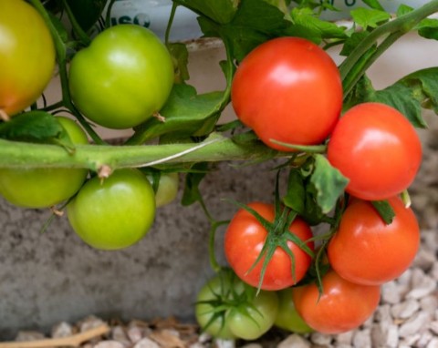 Zaraza ziemniaczana na pomidorach. Ekologiczne sposoby na ochronę przed groźną chorobą