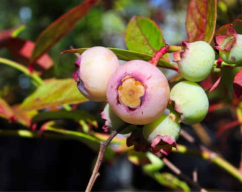 Borówka wysoka 'Cabernet Splash' (Vaccinium corymbosum)