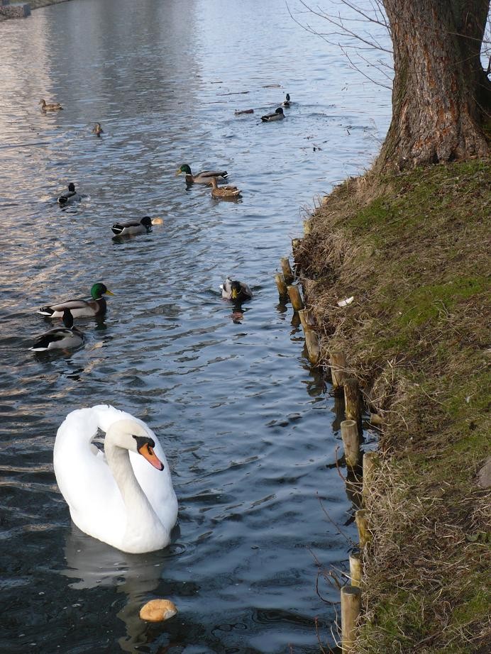 Pozostałe, Wiosennie ...........prawie świątecznie........... - ............i łabędź..........