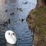 Pozostałe, Wiosennie ...........prawie świątecznie........... - ............i łabędź..........