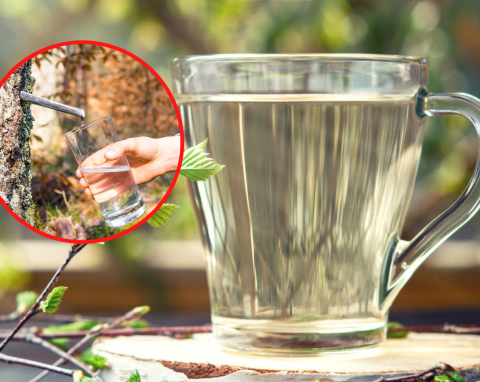 Najzdrowszy napój na wiosnę. Jak i kiedy zbierać sok z brzozy?