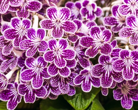 Skrętnik (Streptocarpus)