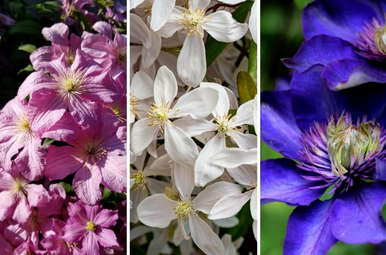 clematis