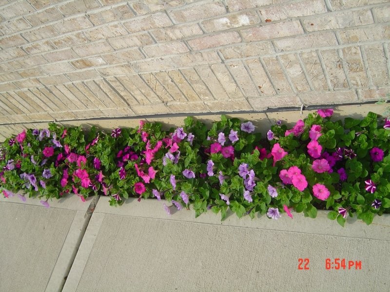 Pozostałe, Mój balkonowy ogródek - Dwukolorowa petunia posadzona przy murze 