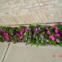 Pozostałe, Mój balkonowy ogródek - Dwukolorowa petunia posadzona przy murze 