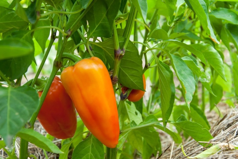 nawożenie papryki