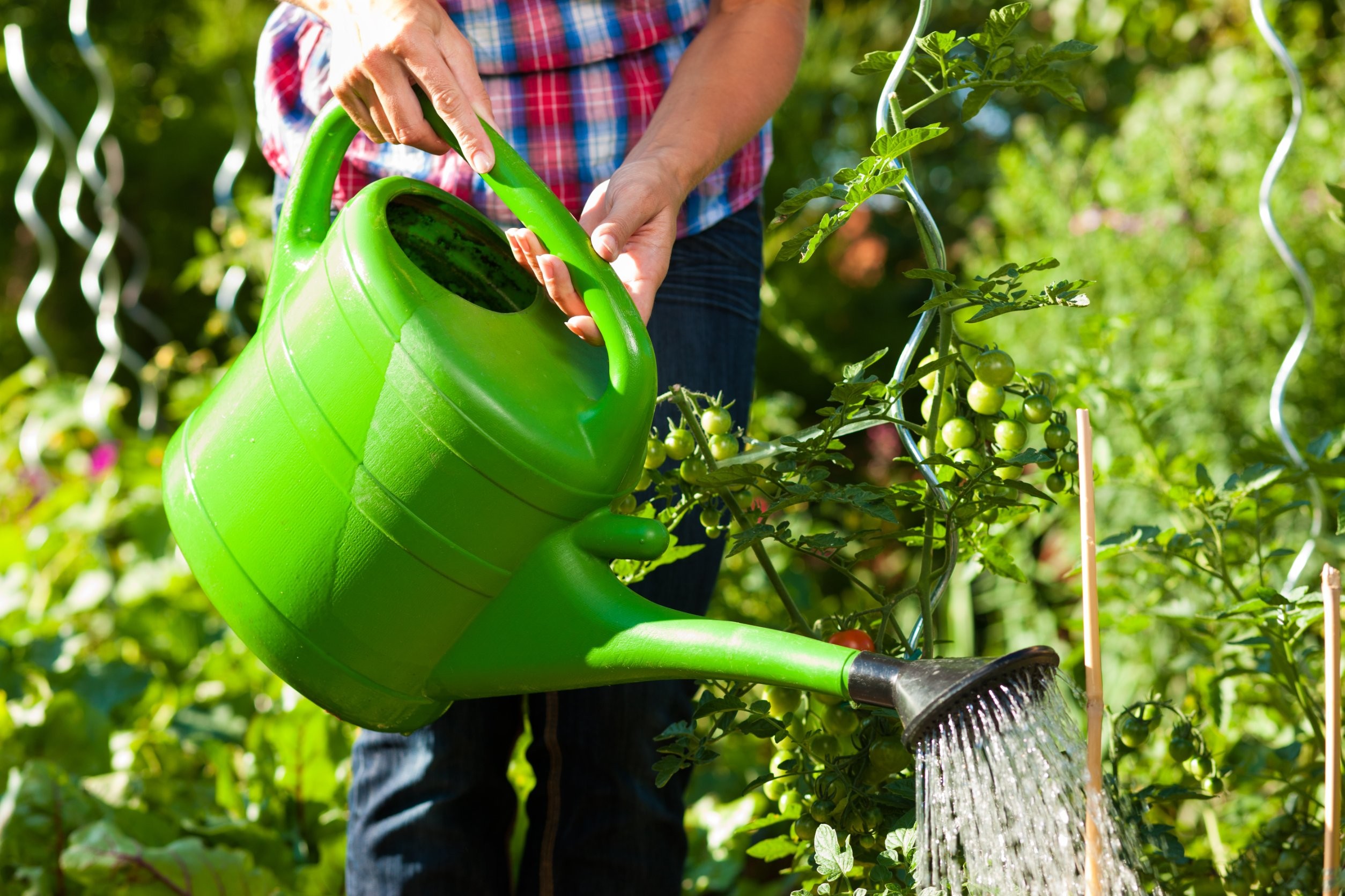 Jak podlewać ogród latem