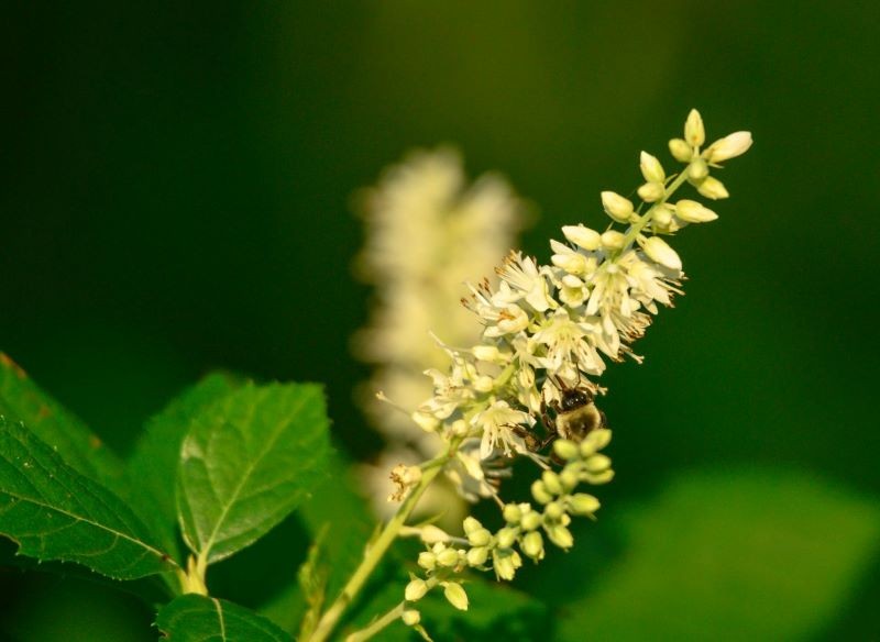 Kwiaty orszeliny olcholistnej są atrakcyjne dla zapylaczy.