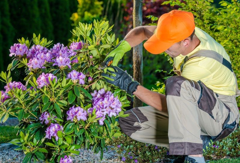 Półzdrewniałe pędy różaneczników najlepiej pobierać późnym latem lub wczesną jesienią.