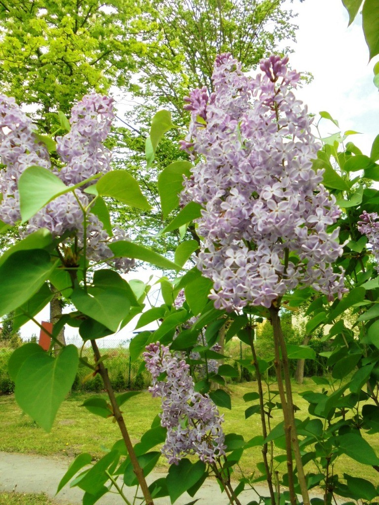 Pozostałe, PARK  ZDROJOWY  W  SOLCU