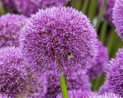 Czosnek ozdobny (Allium)