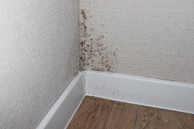 metody zwalczania pleśni