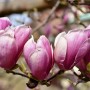 Rośliny, Urocza magnolia - Magnolia