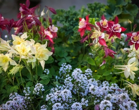 Styczeń w ogrodzie. Najważniejsze prace, ochrona roślin i przygotowanie nasadzeń